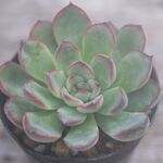 プレリンゼ＊多肉植物