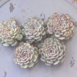 マルセル　1ヶ＊カット苗・韓国苗・多肉植物