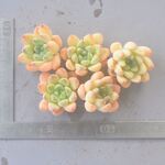 パンダ　1ヶ＊カット苗・韓国苗・多肉植物