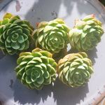 メロン　開き気味ですが大きいです　1ヶ＊カット苗・韓国苗・多肉植物