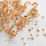 🌼小さなキンモクセイ  ＊ ドライフラワー