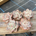 多肉植物 韓国苗 オレンジモンロー