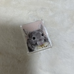 チンチラ　マグネット