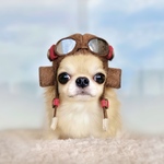 小型犬用　パイロット帽子