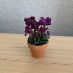 シクラメン　花鉢　4