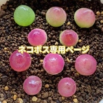 速達便&ネコポス専用ページ