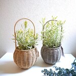 ●数量限定●新作●　香り豊か爽やかなハーブの香り　斑入りのラベンダー　”アラルディ　メルロー　鉢カバーセット”　観葉植物　インテリア　ハーブ　北欧　おしゃれ　人気