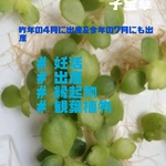 [妊活中の方へ] 子宝草　赤ちゃん株10株⭐️