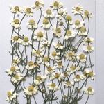 カモマイルの押し花