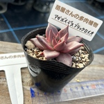 アガボイデスブラックロメオ  多肉植物