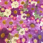 ♡new♡作家様必見♡押し花MIXセット♡押し花セット