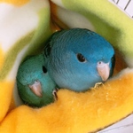 専用出品です。