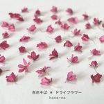🌸赤花そば　50個 ＊ ドライフラワー