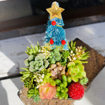 1点限り！多肉寄せ植え クリスマス