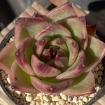 【ブルードラゴン　エケベリア】♡韓国苗♡多肉植物