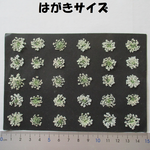 押し花　素材　花いろいろ(ホワイトレースフラワー)(３０枚)　８１５