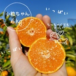 【完熟・小粒ちゃん】６ｷﾛ 本州のみ送料無料