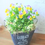 ❁ビオラとアリッサム　おしゃれなお花の寄せ植え　贈り物にも