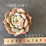 多肉植物　キャロライン　no.2