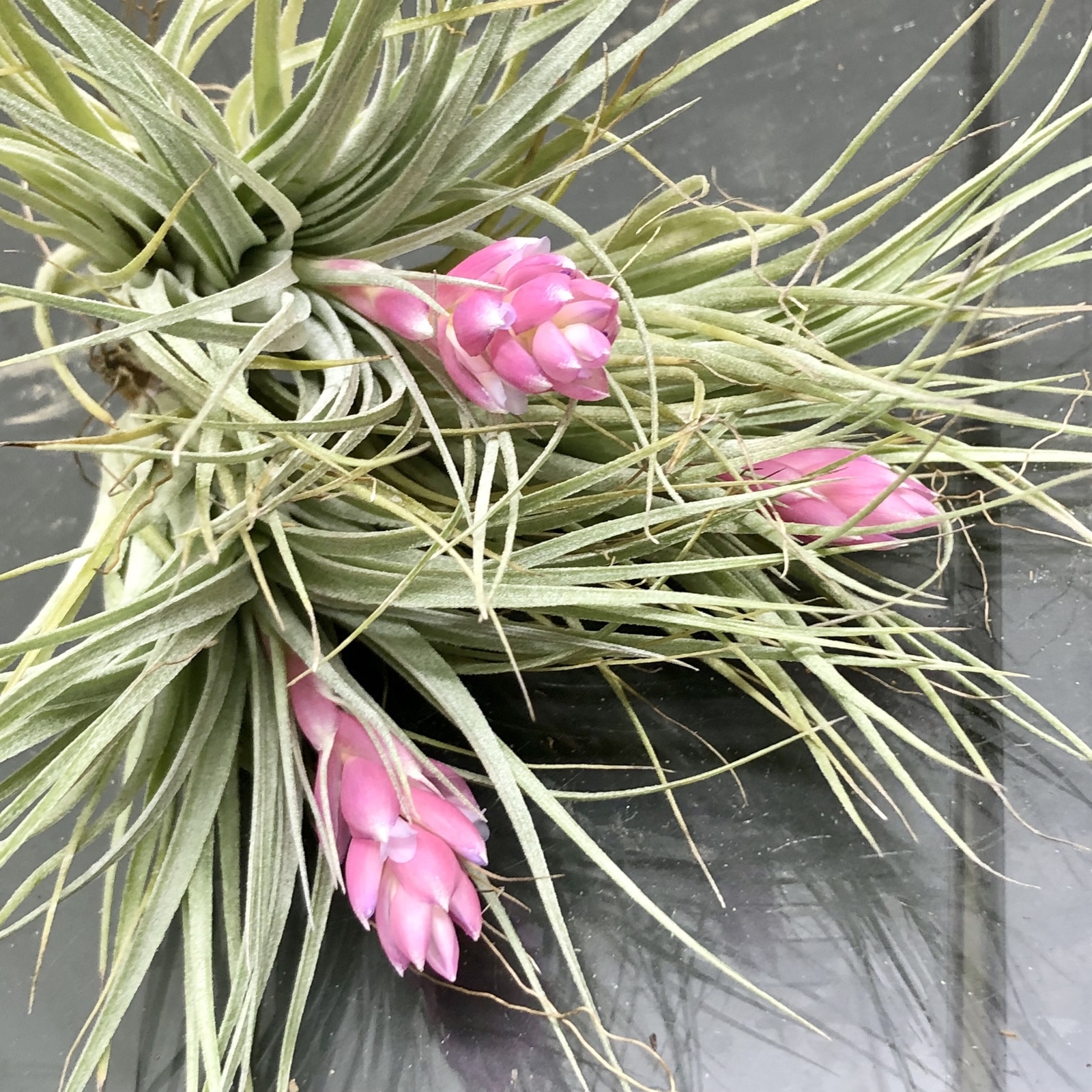 花芽付き♪ Tillandsia チランジア コットンキャンディパープル 3株