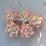 オレンジモンロー　1ヶ＊カット苗・韓国苗・多肉植物