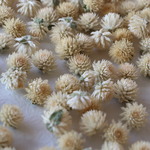 千日紅ヘッド 白200個 ホワイト.アイボリー センニチコウドライ