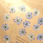 ٩۶ レースフラワー BL-Mサイズ  ٩۶　押し花 素材　