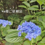＊m様ご依頼品