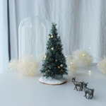 Botanical glassdome  Christmas Tree 2023