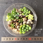 多肉植物　MIXセット❤︎