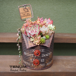 多肉植物の寄せ植え　ts23-10