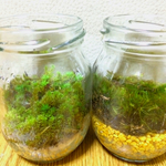 苔、ハイゴケと山苔のミニテラリウム