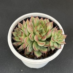 メビナ　多肉植物