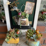 多肉植物寄せ植えおトク3個セット　L