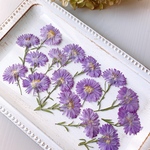 ★【押し花素材】孔雀アスター　カクテルドレス　　pressed flowers
