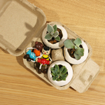 多肉植物をたまごの殻風陶器に植えて♬3個販売紙パック付き