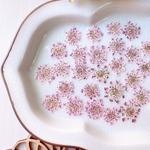 ◇【押し花素材】レースフラワー　着色　くすみピンク　pressed flowers