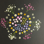 押し花 特別オーダー品 NO.281