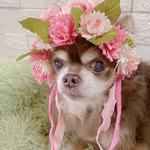 犬 色んなお花たっぷり花束💐のお帽子