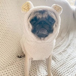 オーダー犬服 もふもふクマ耳パーカー タンクトップ
