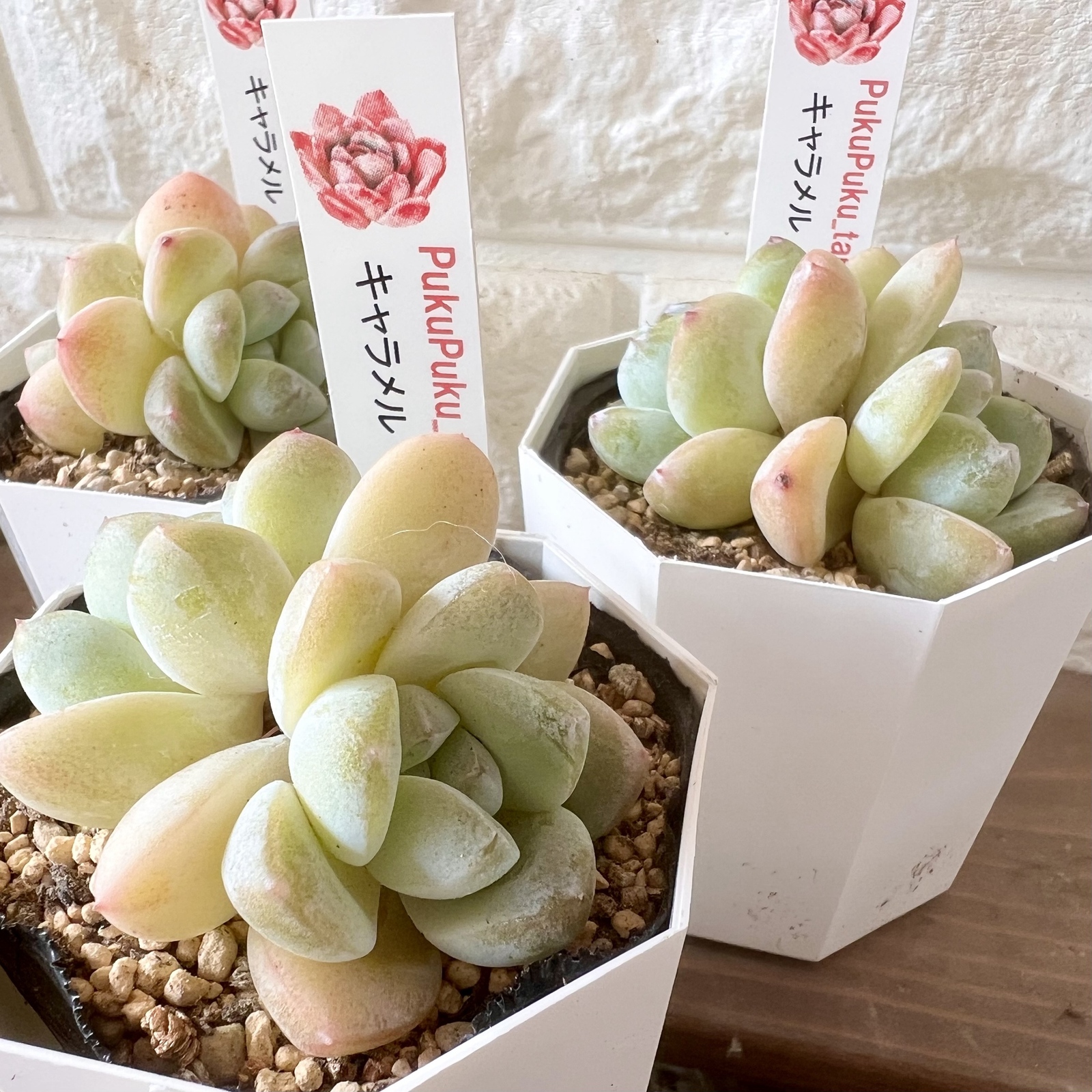 多肉植物】キャラメル（札付き） - PukuPuku GALLERY | minne byGMO