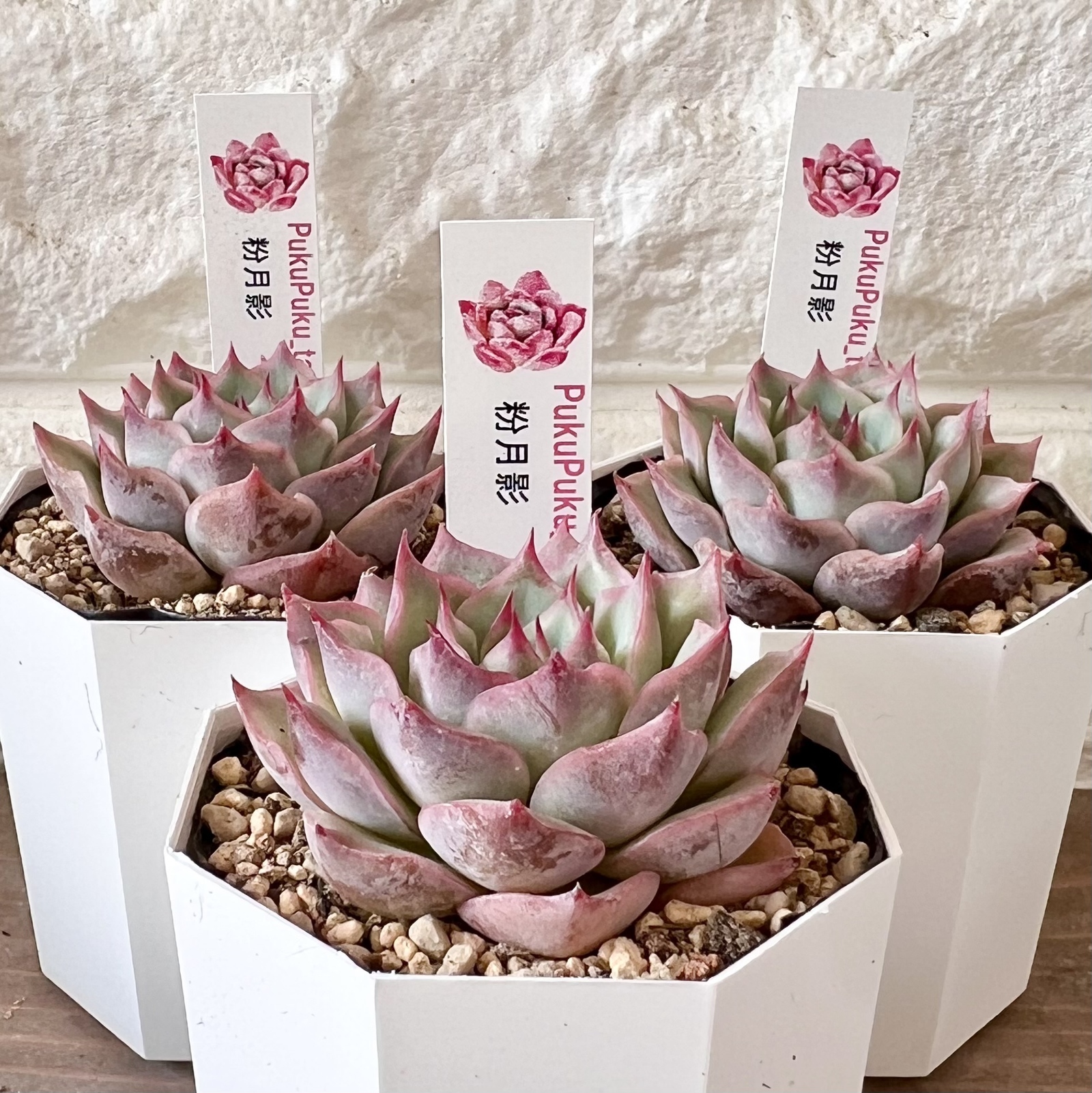 多肉植物】粉月影（札付き） - PukuPuku GALLERY | minne byGMO