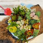 1点限り！多肉寄せ植え クジラの器