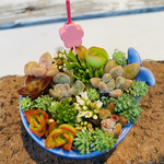 1点限り！多肉寄せ植え クジラの器
