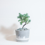 【ベランダで育てる鉢植え】トショウマツ×スナゴケの鉢植え／ザラっとした質感のモルタル鉢／送料全国一律850円