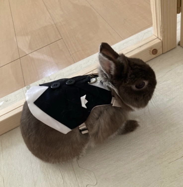 うさぎのウエディングドレス💖タキシード - こころろ | minne byGMO