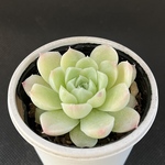 ヒューリミス　多肉植物