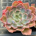 【SALE】ネオンブレーカーズ　エケベリア カット苗　韓国苗　多肉植物