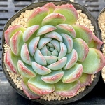 スノー　エケベリア カット苗　韓国苗　多肉植物