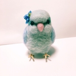 インコ マメルリハ ブルー